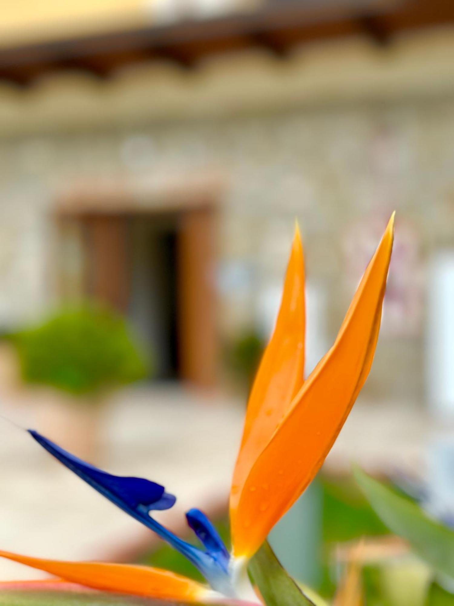 Casale Degli Ulivi Resort Pellare エクステリア 写真